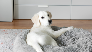 Choosing The Perfect Pet Bed