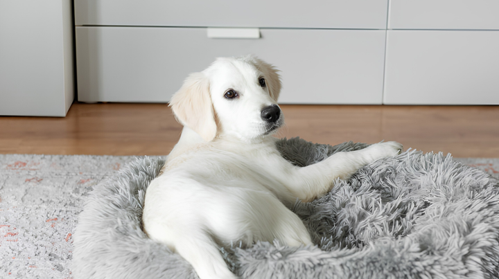 Choosing The Perfect Pet Bed